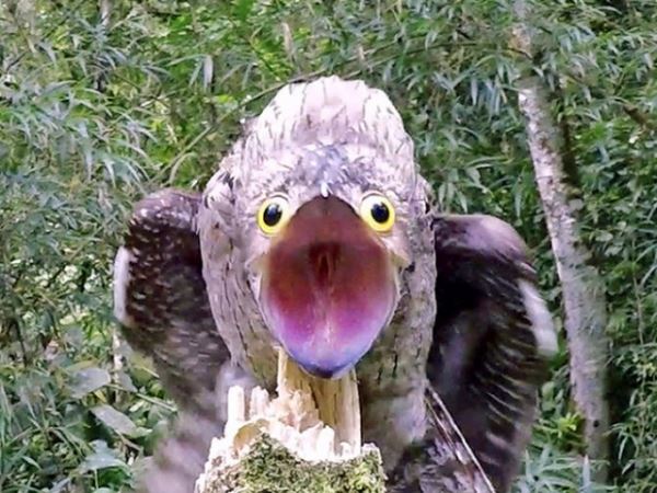 Исполинские козодои: таких забавно выглядящих птиц вы ещё не видели (19 фото)