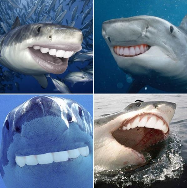 Если бы у акул были человеческие зубы (22 фото)