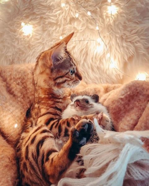Ёжик Герби и кошка Одри, которые подарят вам улыбку и поднимут настроение (23 фото)