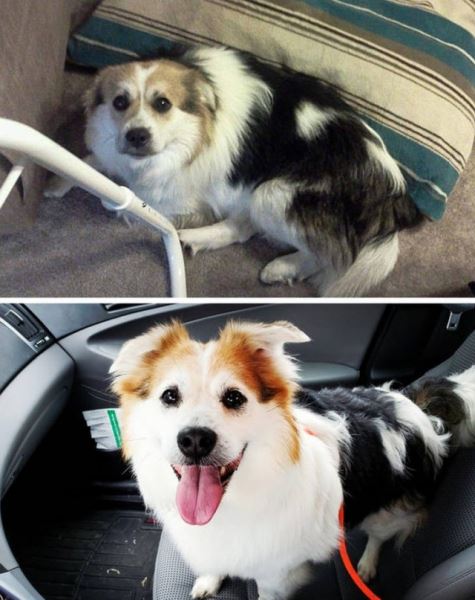 Фотографии животных до и после того, как они нашли себе любящий дом (18 фото)