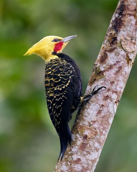 Фотографии экзотических птиц, обитающих в бразильских джунглях (29 фото)