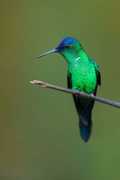 Фотографии экзотических птиц, обитающих в бразильских джунглях (29 фото)