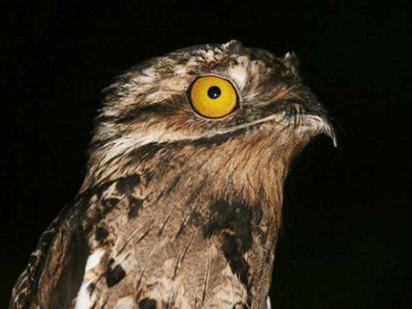 Исполинские козодои: таких забавно выглядящих птиц вы ещё не видели (19 фото)