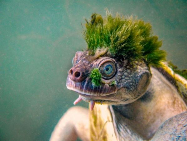 Черепаха Мэри-Ривер с зелеными волосами (3 фото)