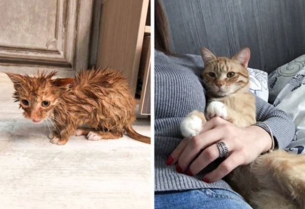 Фотографии животных до и после того, как они нашли себе любящий дом (18 фото)
